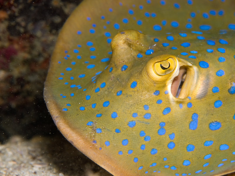 Blue spotted fan tail ray, Shrimp, Marine
      Park